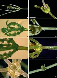 Attēlu rezultāti vaicājumam “Chara contraria”