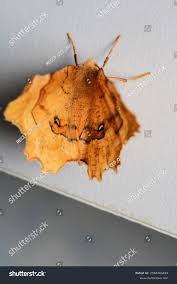 Attēlu rezultāti vaicājumam “Cyclophora punctaria”