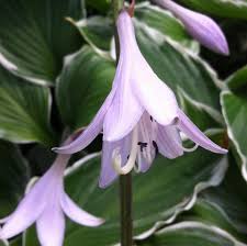 Image result for Hosta fortunei albomarginata