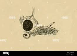 Attēlu rezultāti vaicājumam “Platyptilia gonodactyla imago”