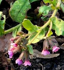 Attēlu rezultāti vaicājumam “Pulmonaria obscura leaf”