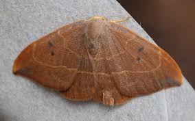 Attēlu rezultāti vaicājumam “Watsonalla binaria”