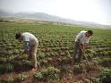 farmlandgrab.org | Gestion des terres agricoles du domaine privé ...