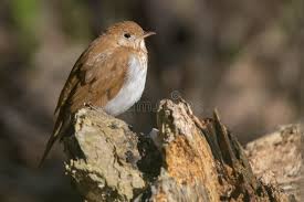 Image result for Catharus fuscescens