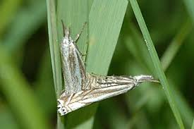 Attēlu rezultāti vaicājumam “Crambus pratella”