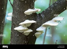 Attēlu rezultāti vaicājumam “Postia stiptica”