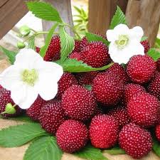 Attēlu rezultāti vaicājumam “Rubus illecebrosus fruit”