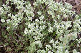 Attēlu rezultāti vaicājumam “Scleranthus perennis flower”