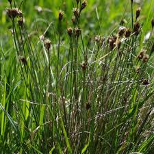 Attēlu rezultāti vaicājumam “Schoenus ferrugineus fruit”