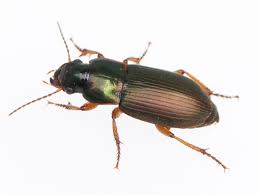 Attēlu rezultāti vaicājumam “Harpalus sp.”