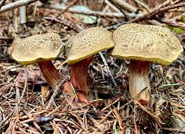 Attēlu rezultāti vaicājumam “Xerocomus chrysenteron”