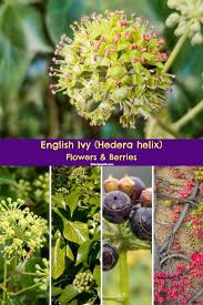 Attēlu rezultāti vaicājumam “Hedera helix  flower”