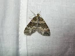 Attēlu rezultāti vaicājumam “Electrophaes corylata”