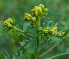 Image result for Ruta graveolens