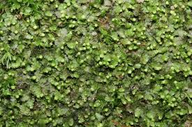 Attēlu rezultāti vaicājumam “Calypogeia integristipula”