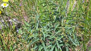 Attēlu rezultāti vaicājumam “Phleum phleoides fruit”