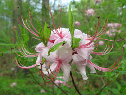 Attēlu rezultāti vaicājumam “Rhododendron periclymenoides flower”