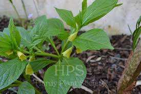 Attēlu rezultāti vaicājumam “Scopolia carniolica”