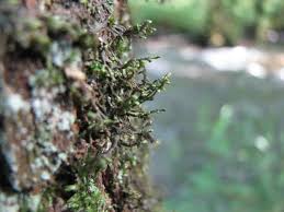 Attēlu rezultāti vaicājumam “Frullania tamarisci”