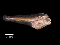 Image result for Solea solea