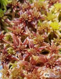 Attēlu rezultāti vaicājumam “Sphagnum capillifolium”