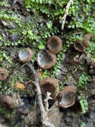 Attēlu rezultāti vaicājumam “Humaria hemisphaerica”