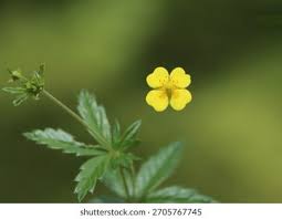 Attēlu rezultāti vaicājumam “Potentilla erecta flower”