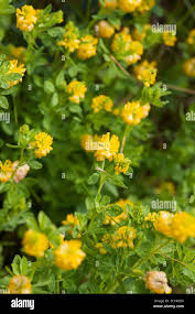 Attēlu rezultāti vaicājumam “Trifolium aureum leaf”