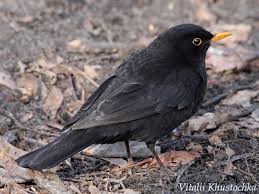 Attēlu rezultāti vaicājumam “Turdus merula”