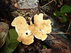 Attēlu rezultāti vaicājumam “Antrodiella semisupina”