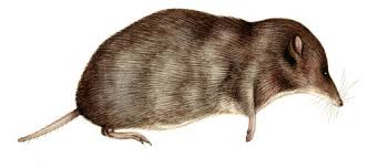 Attēlu rezultāti vaicājumam “Sorex araneus”