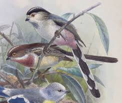 Attēlu rezultāti vaicājumam “Aegithalos caudatus adult”