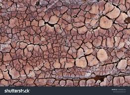 Attēlu rezultāti vaicājumam “Xylobolus frustulatus”