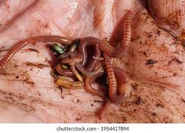 Attēlu rezultāti vaicājumam “Lumbricidae”