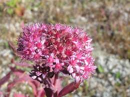 Attēlu rezultāti vaicājumam “Hylotelephium telephium flower”