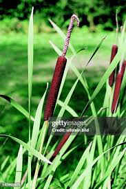 Image result for Rohrkolben