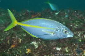 Image result for Pseudocaranx dentex