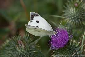 Attēlu rezultāti vaicājumam “Pieris brassicae male”