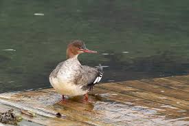 Attēlu rezultāti vaicājumam “Mergus serrator female”