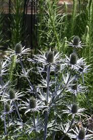Attēlu rezultāti vaicājumam “Eryngium planum flower”