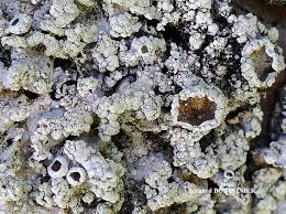 Attēlu rezultāti vaicājumam “Punctelia subrudecta”