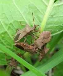 Attēlu rezultāti vaicājumam “Coreus marginatus nymph”