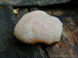 Attēlu rezultāti vaicājumam “Tubifera applanata”