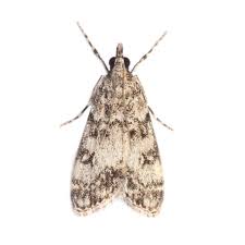 Attēlu rezultāti vaicājumam “Eudonia lacustrata”