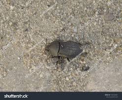 Attēlu rezultāti vaicājumam “Opatrum sabulosum”