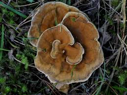 Attēlu rezultāti vaicājumam “Onnia tomentosa”