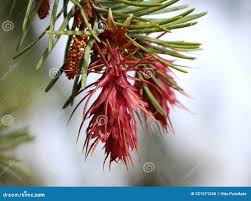 Attēlu rezultāti vaicājumam “Pseudotsuga menziesii flower”