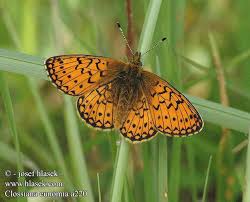 Attēlu rezultāti vaicājumam “Boloria eunomia”