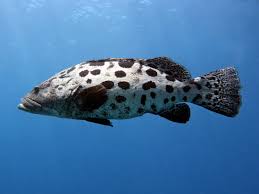 Image result for Epinephelus tukula