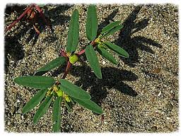 Attēlu rezultāti vaicājumam “Ophiotheca chrysosperma sessile”